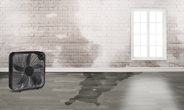 Best Local water damage restoration  in Fairview, NJ